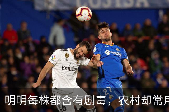 明明每株都含有剧毒，农村却常用来做腌菜，如今为何消失不见？